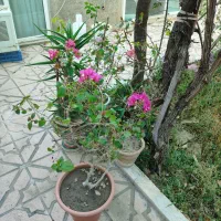 گلو گیاه|گل و گیاه طبیعی|آذرشهر, |دیوار