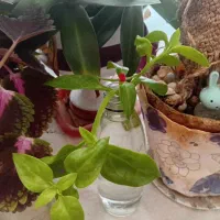 قلمه گل|گل و گیاه طبیعی|سبزوار, طبرسی (جعفرآباد)|دیوار