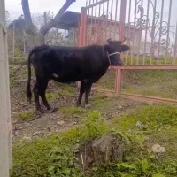 گاو شکم دار