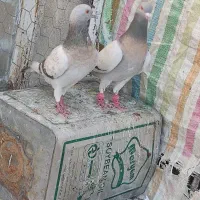 نر و ماده نقره ای