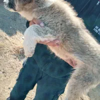 توله  دوماه میکس افغان خراسانی