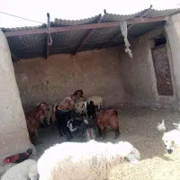 بره و بزغاله