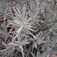 برگ اسطوخودوس سبز