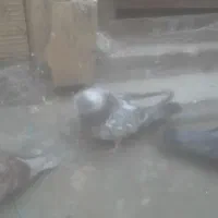 چهارعدد کفتر خوب