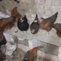۷۰تامرغ تخم گذار همه تازه به تخم اومدن|حیوانات مزرعه|قم, انسجام|دیوار