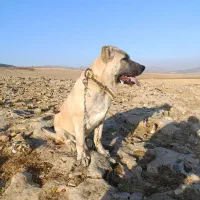 واگزاری سگ سرابی قیمت ۱۲ میلیون