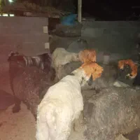 بره بختیاری|حیوانات مزرعه|شیراز, احمدآباد|دیوار