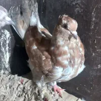 کبوتر