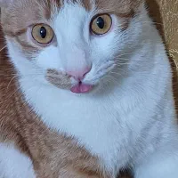 واگذاری گربه رایگان