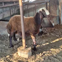 قوچ و توقلی|حیوانات مزرعه|بندر ترکمن, |دیوار