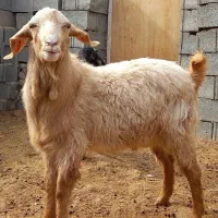 فروش یا معاوضه