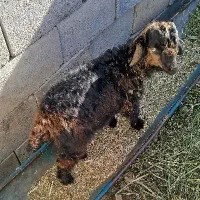 بیگ دانه ماده