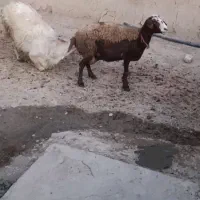 شیشک قوچ زانو زن|حیوانات مزرعه|خنداب, |دیوار