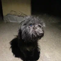 سگ مشکی|سگ|بندرعباس, |دیوار