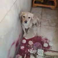 سگ خونگی تمیز