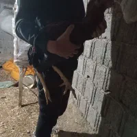 خروس لاری ۸ ماهه