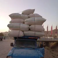 کاه دیم درجه یک به شرط