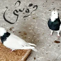 نروماده کاکولی نرپرپاماده مچ پا