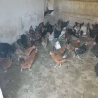 مرغ تخم گذار گلپایگان 9ماه جوان