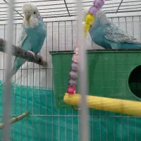 مرغ عشق انگلیسی سرحال|پرنده|محمدشهر, جعفرآباد|دیوار