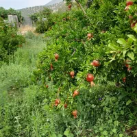 فروش باغ اناری کوهمره سرخی|فروش زمین و ملک کلنگی|شیراز, آبیاری|دیوار
