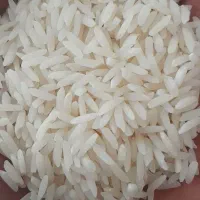 برنج طارم محلی سورت وبوجاری شده خریدمستقیم ازمزرعه
