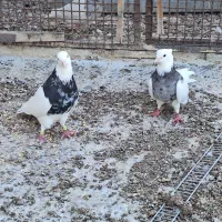 کبوتر طوقی کله ای سینه ای|پرنده|شهرضا, |دیوار