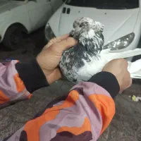 کفترخوش رخ|پرنده|فردیس, شهرک شهید حسینی|دیوار