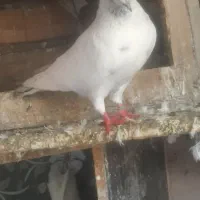 کبوتر|پرنده|رشت, تازه آباد|دیوار