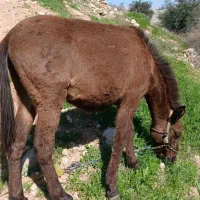 قاطر ارام قاطر