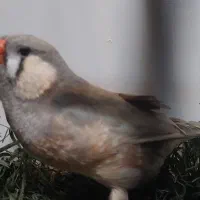 فنج اروپایی تازه بالغ خوش رنگ لپ سفید|پرنده|خمینی‌شهر, |دیوار