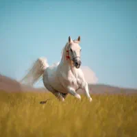 اسب
