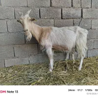 بز سانن