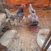 خروس مینیاتوری|حیوانات مزرعه|مهریز, |دیوار