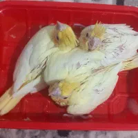 عروس هلنری مولد تضمینی