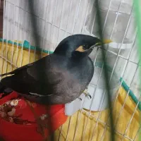 مرغ مینا نر|پرنده|رشت, کوی غلام نیا|دیوار