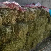 بسته شبدر چین ۲و۳