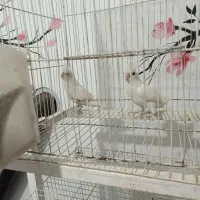 عروس البینو