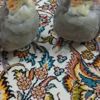 عروس هلندی به شرط سالمی|پرنده|قم, بلوار امین و ساحلی|دیوار