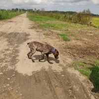 پرشین پیونتر ماده|سگ|لنگرود, |دیوار