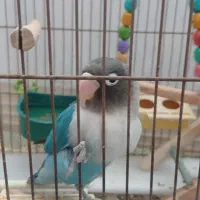 پرنده|پرنده|عسگران, |دیوار