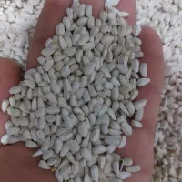 کافی شه بار نو درجه ۱