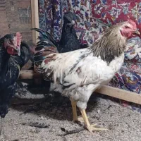 خروس