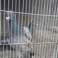 سه تا صید قلدر|پرنده|مشهد, تلگرد|دیوار