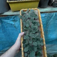 گلدون زامو سبز هلندی گلدون پر ۱۰۰ عددی قیمت مفت