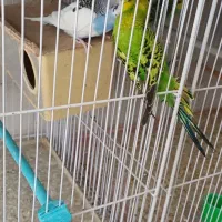 جفت مرغ عشق مولد