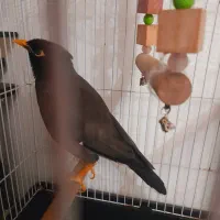 مرغ مینا سخنگو رخ به رخ به شرط