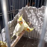 عروس هلندی|پرنده|شیراز, نیستان|دیوار