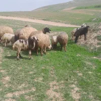 فروش میش بره درجه یک