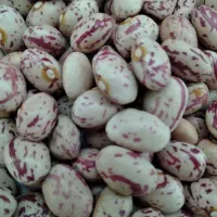 لوبیا چیتی محلی درجه یک